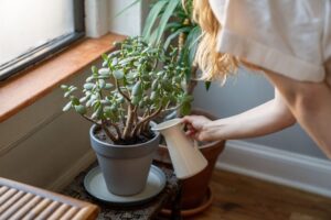 Essential Tips for Keeping Your Houseplants Healthy and Vibrant